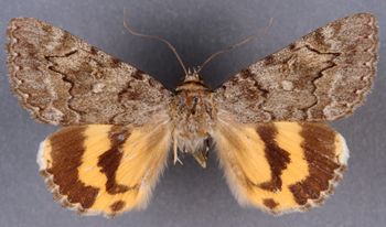 Media type: image;   Entomology 23035 Aspect: habitus dorsal view